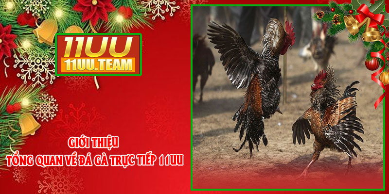 Giới thiệu tổng quan về Đá Gà Trực Tiếp 11UU