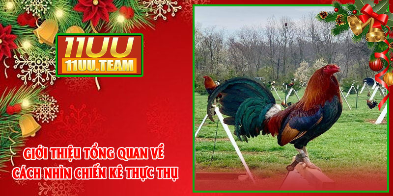 Giới thiệu tổng quan về cách nhìn chiến kê thực thụ