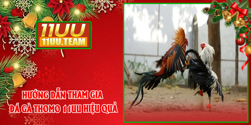 Hướng Dẫn Tham Gia Đá Gà Thomo 11UU Hiệu Quả